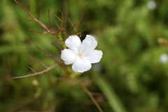 Rhamphicarpa longiflora